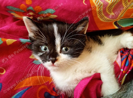 8 week old male kitten