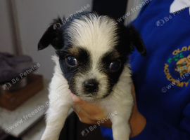 Chihuahua puppies for sale