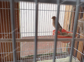 Proven pair of hyliquin Canaries