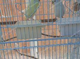 Pair of budgies