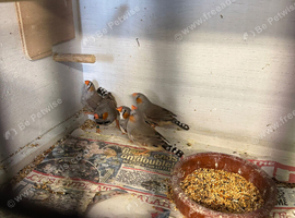 zebra finches