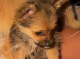 Yorkshire terrier x pomeranian