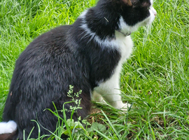 Kittens