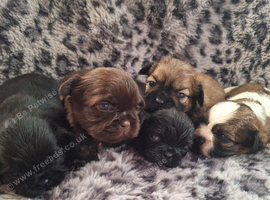 Imperial shihzu puppys