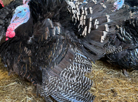 Bronze turkey stags. Broad/ double breasted. 2025 hatched