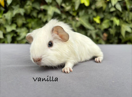 Beautiful baby boy guinea pigs to reserve
