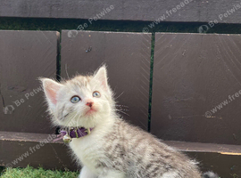 Calico x Siberian Forest Cat