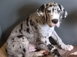 Quality KC Great dane puppy