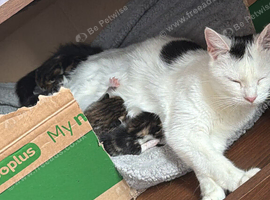 Kittens forsale