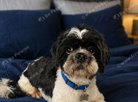 Shih Tzu