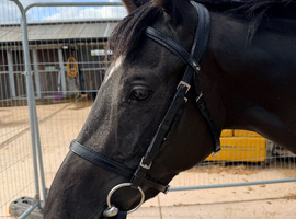 Pretty dark bay filly