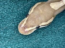 Reduced ball pythons for new home/s asap