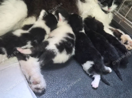 5 beautiful kittens