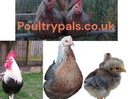 Grey Silver Dorking &ndash; Hatching Eggs