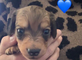 Miniature Dachshund Puppies &ndash; 3 Girls & 1 Boy Looking for Loving Homes