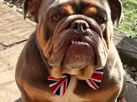 4yr old male English Bulldog