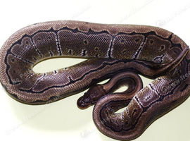 For sale Royal python