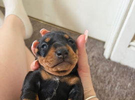 stunning miniature dachshund puppies