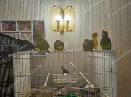Tame cockatiel and kakariki chicks