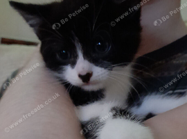 Boy kitten .tuxedo .Black and white