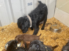 Patterdale puppies