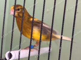 Canaries