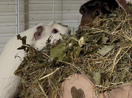 Super cute pair of bonded boars available for adoption