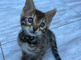 ️ Stunning Pure Bengal Kittens ️