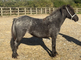 Tulip welsh x mare