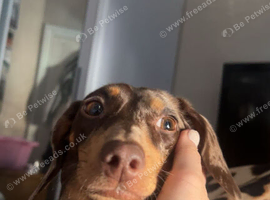 Femal dachshund 1 year 3 months