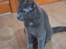 Stunning Russian Blue Female Kitten