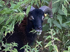 Wanted soay ram Wanted