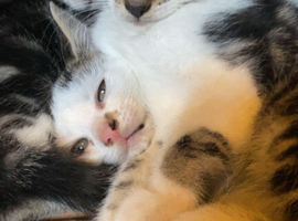 Kittens