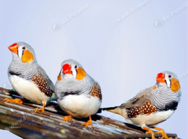 Zebra Finches wanted, for large aviary I have space for up to 25 finches