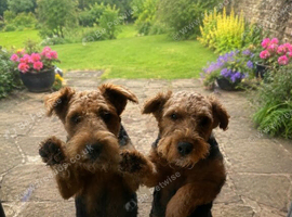 Working Lakeland Terrier Pups