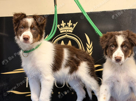 Red Piebold Border Collie