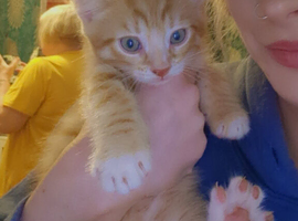 2 beautiful kittens available