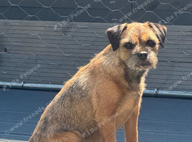 7 year old border Terrier girl