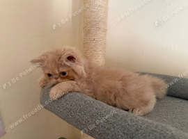 READY NOW! GCCF registered Persian kittens