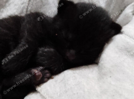Kittens for sale *READY NOW*