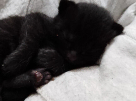Kittens for sale