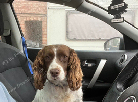 Cocker spaniel girl