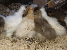 Silkies for sale
