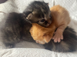 Two beautiful kittens left