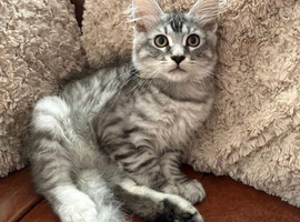 Ragamuffin x Maine Coon Kittens REDUCED