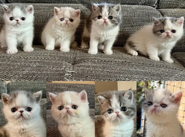 Outstanding Exotic Shorthair Kittens