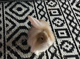 Only 4 baby lionheads left and 1 minilop
