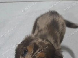 Beautiful  Miniature Long Haired Dachshund Puppies