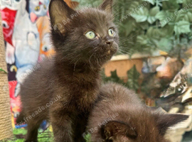 SEMI LONG HAIRED MALE KITTENS