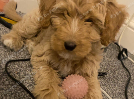 TToodle-TibPoo